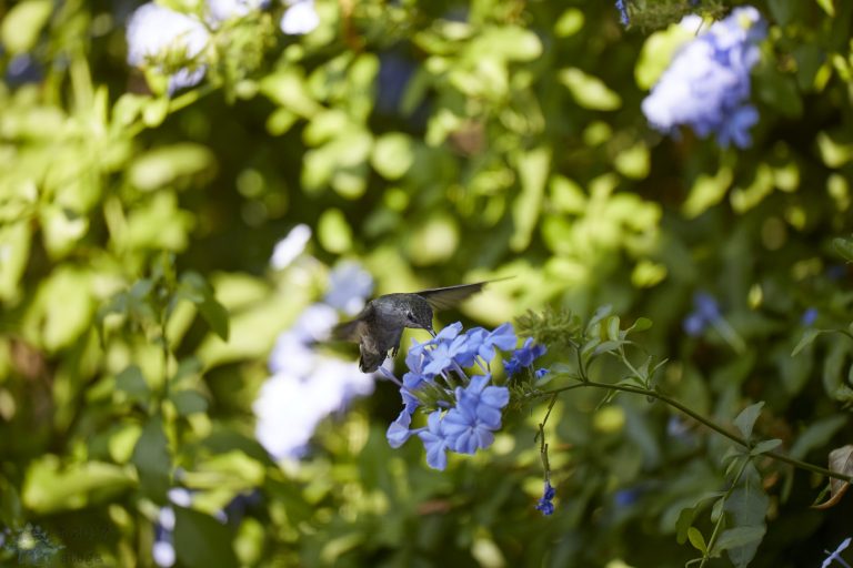 Anna’s Hummingbird p4/4