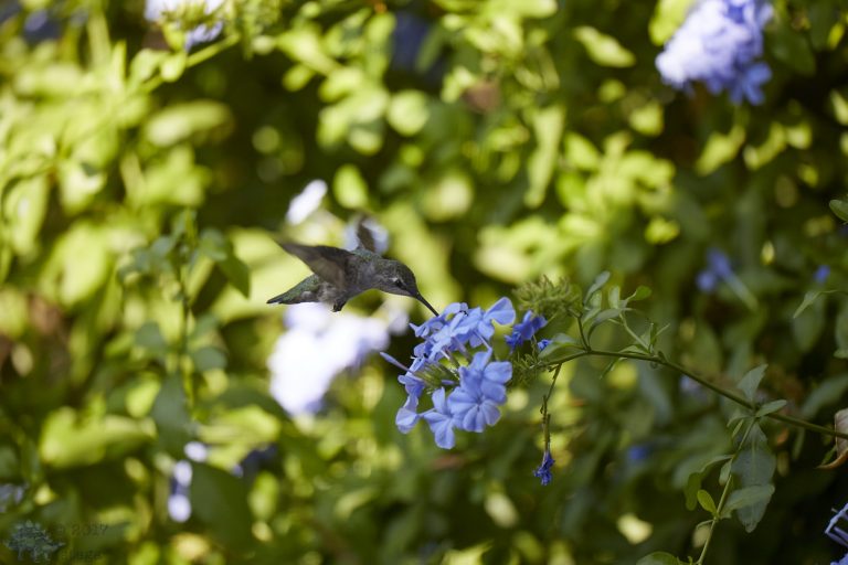 Anna’s Hummingbird p3/4