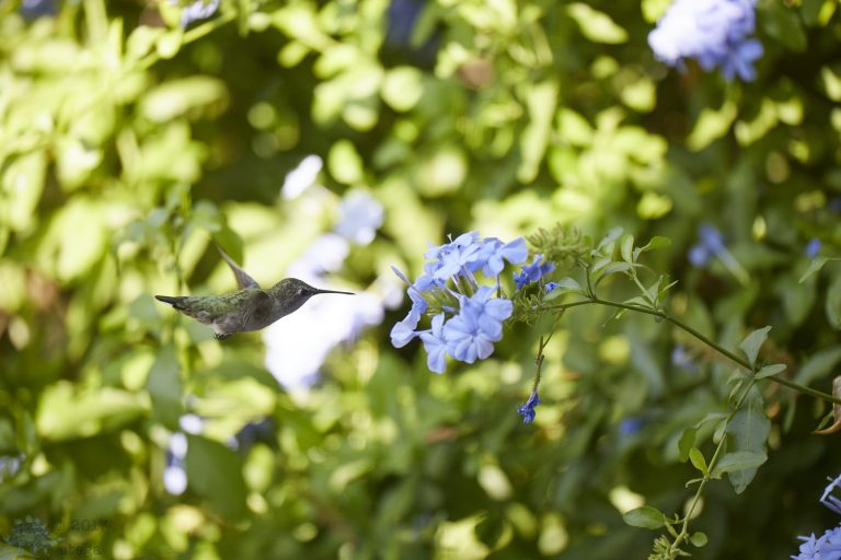 Anna’s Hummingbird p2/4