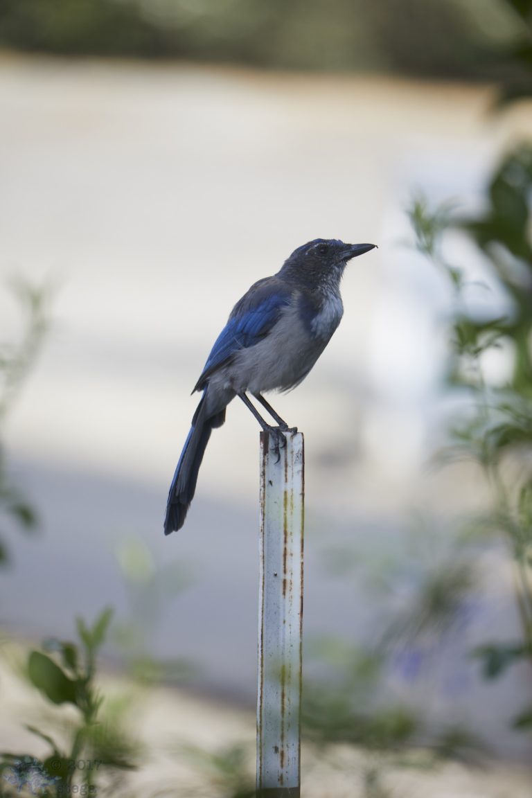 California Scrub Jay