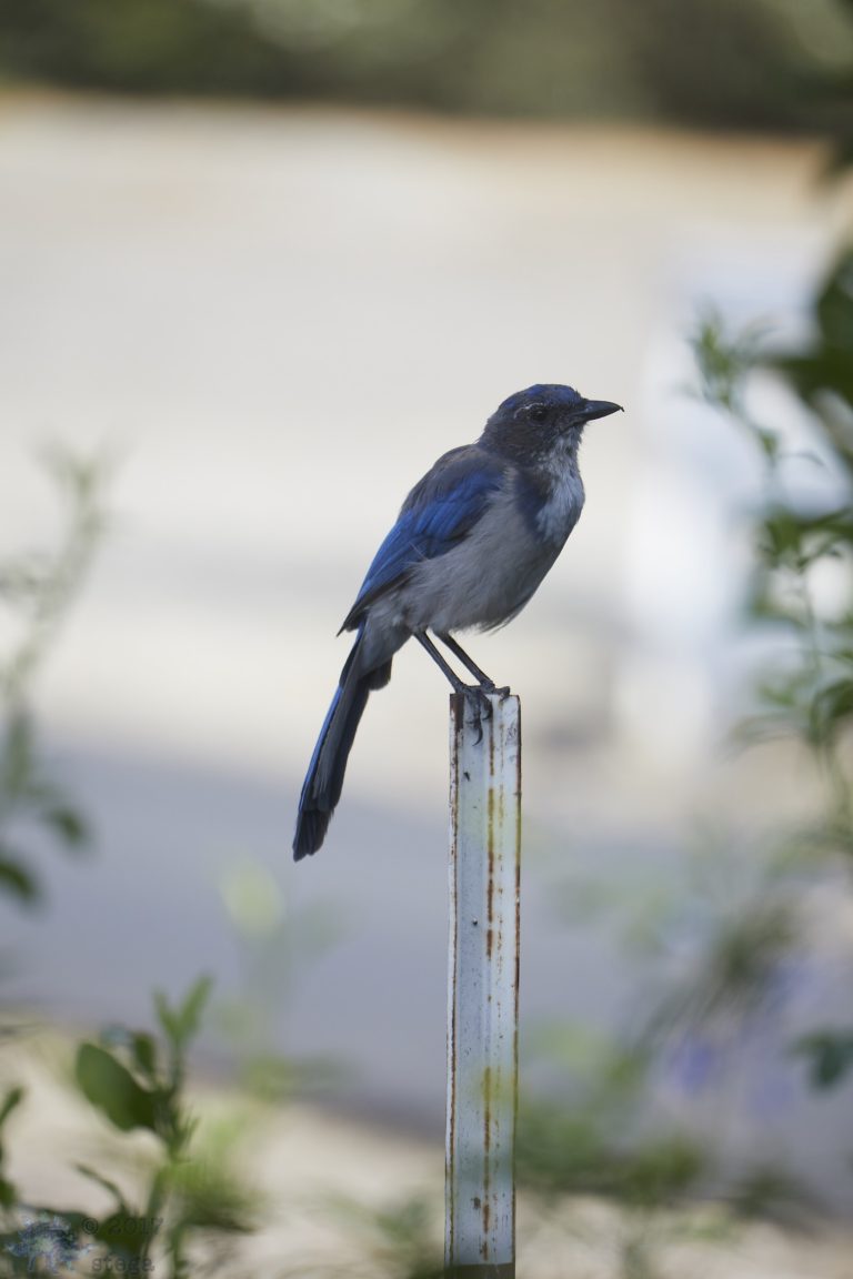 California Scrub Jay