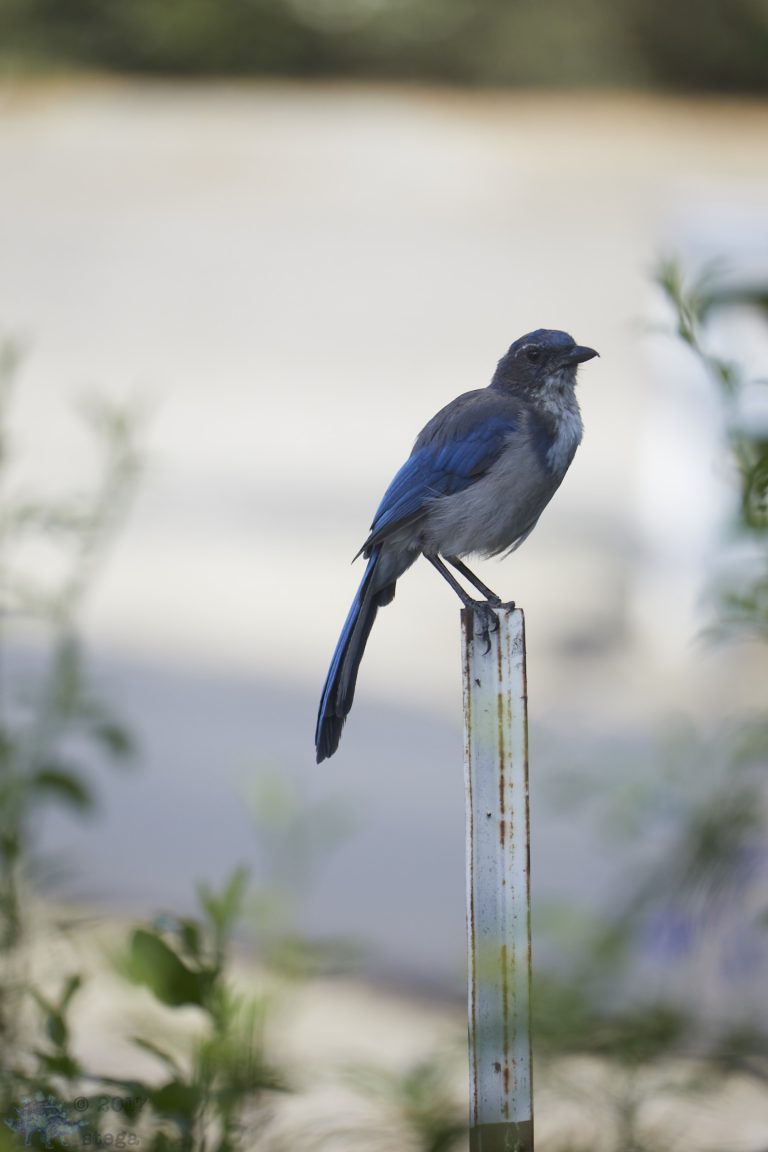 California Scrub Jay