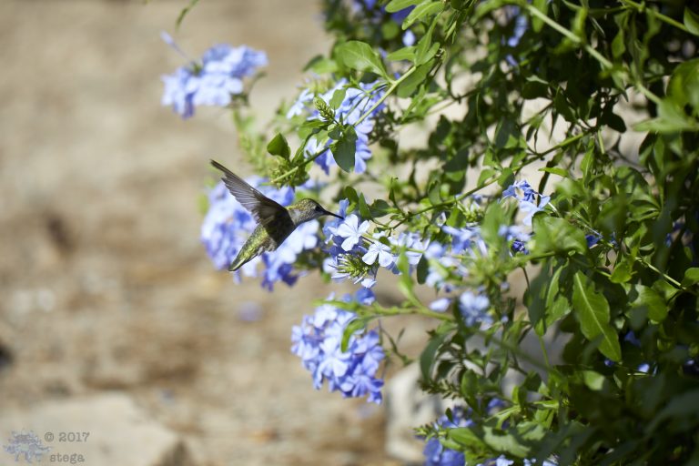 Anna’s Hummingbird