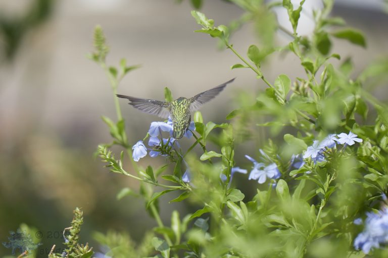 Anna’s Hummingbird