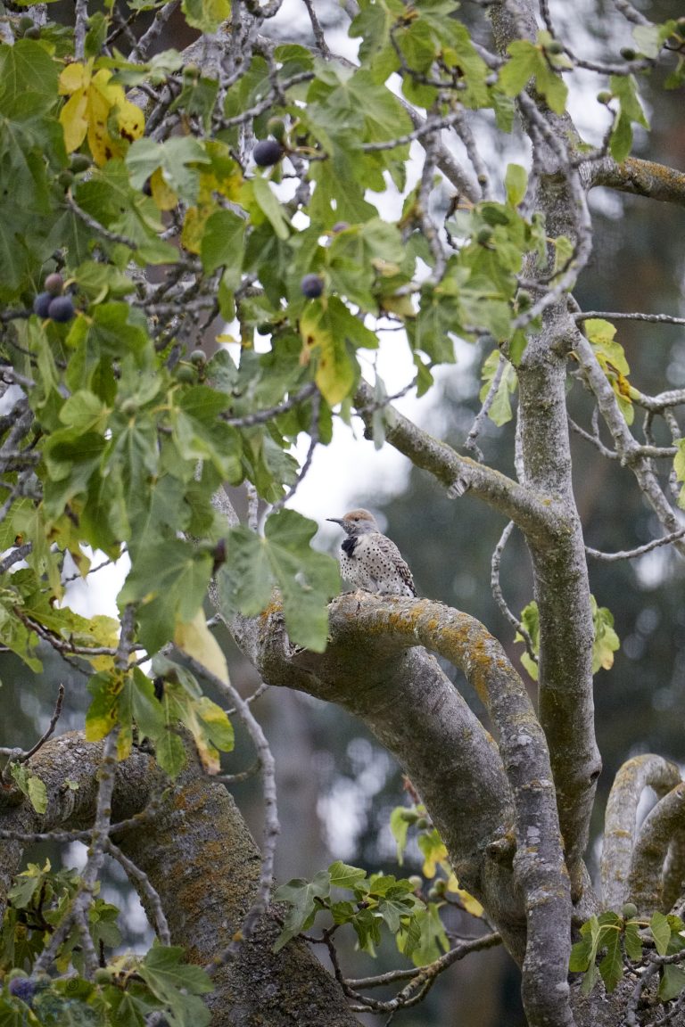 Northern Flicker