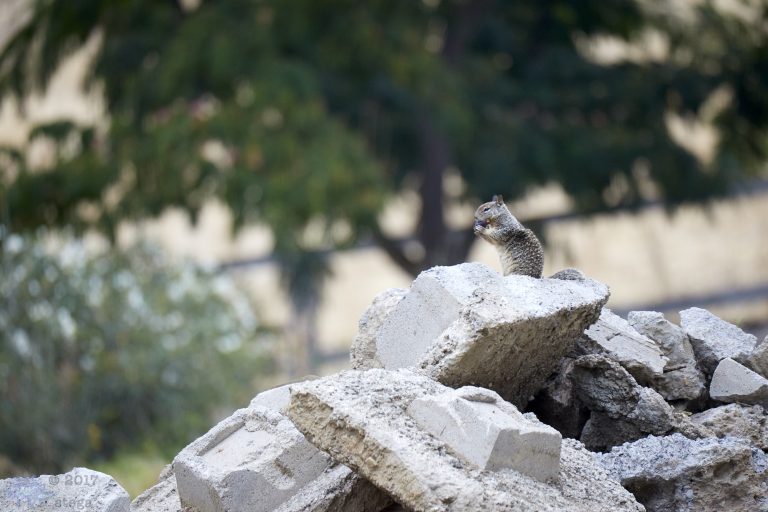 Ground Squirrel