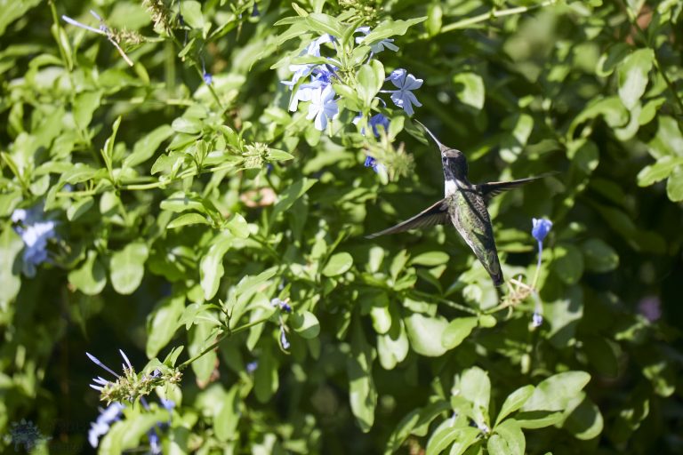 Anna’s Hummingbird
