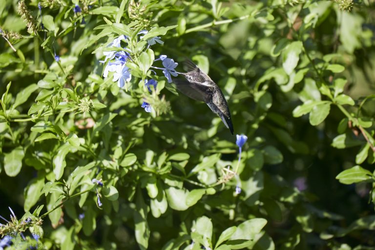 Anna’s Hummingbird