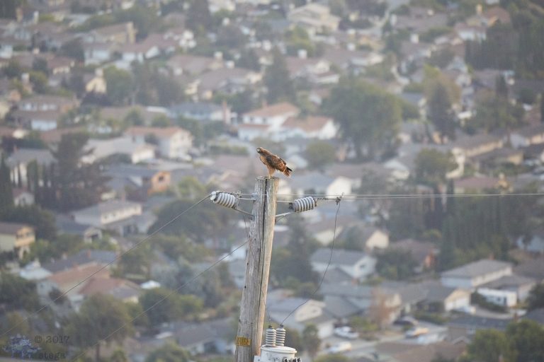 Old School Week: Red-Tailed Hawk