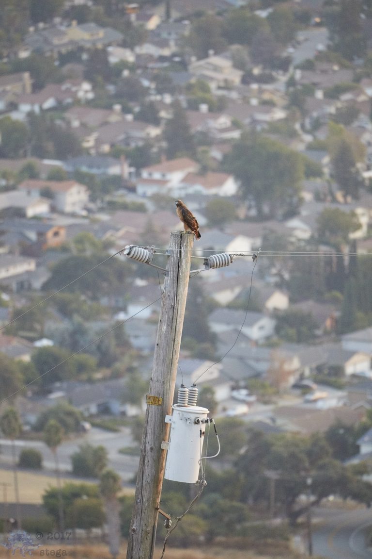 Old School Week: Red-Tailed Hawk