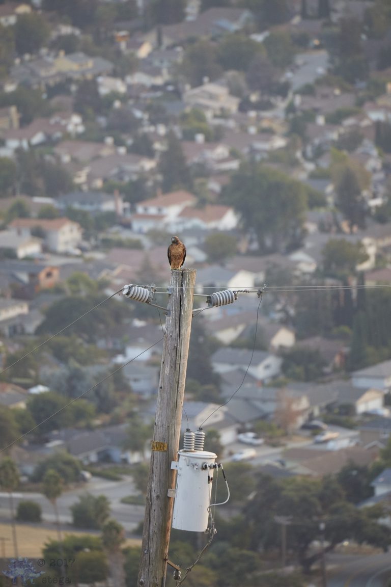 Outside: Pole with Hawk Accoutrement