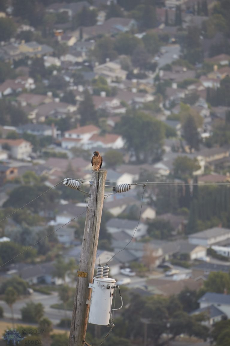Outside: Hawk on Pole