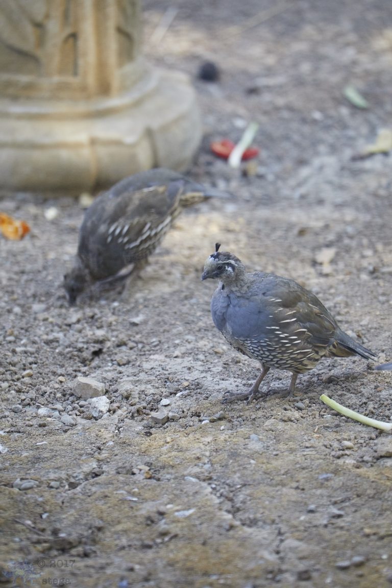 Almost grown up California Quail Chicks