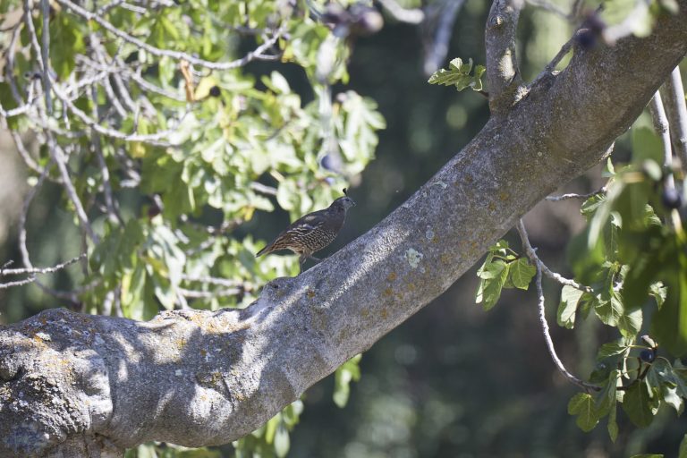 A Quail in a Fig Tree