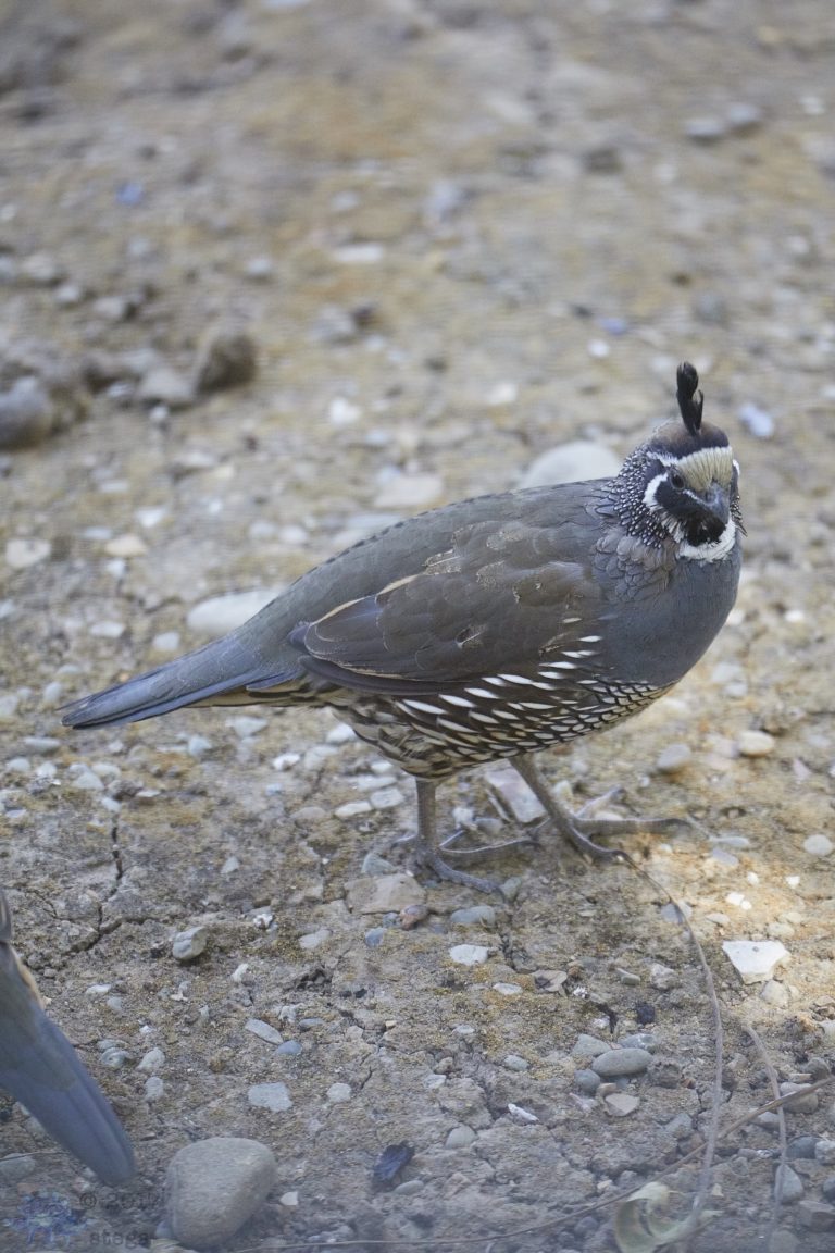California Quail