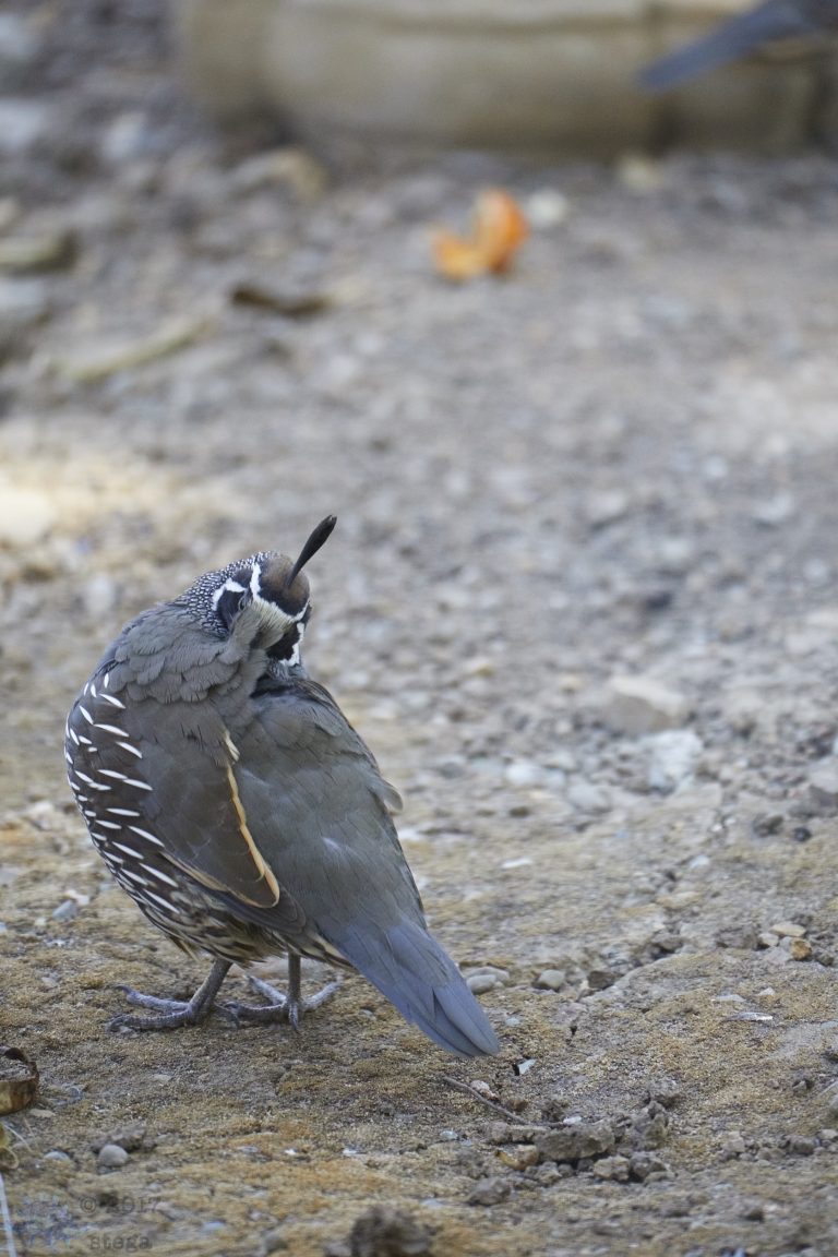 California Quail