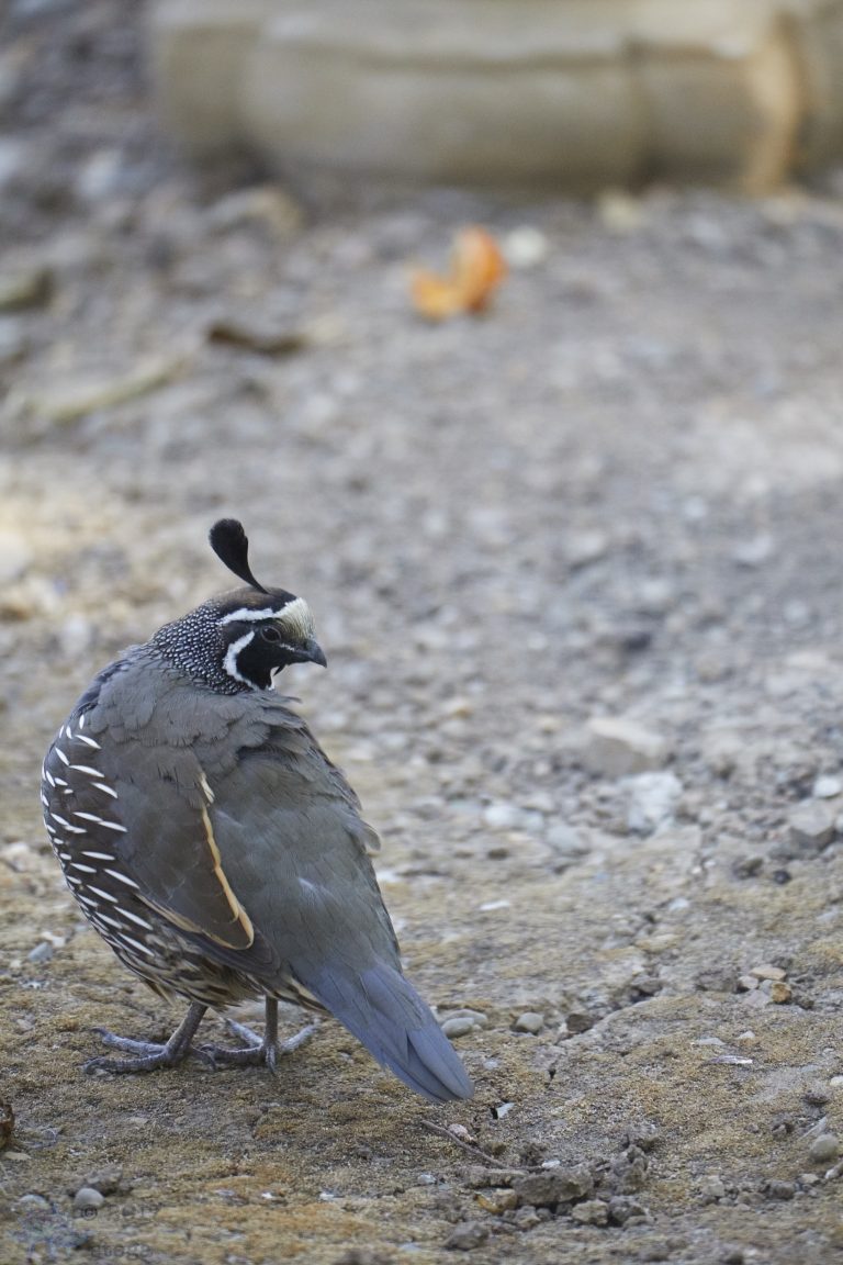 California Quail