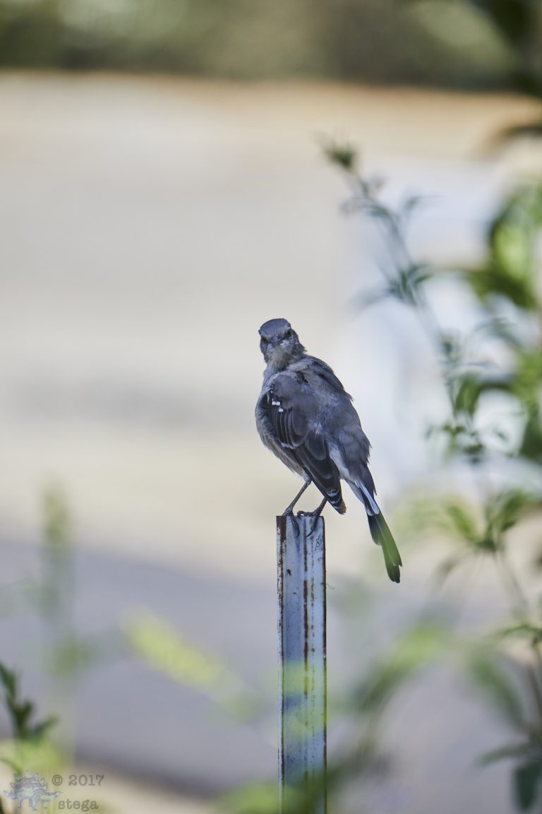 Motley Mockingbird