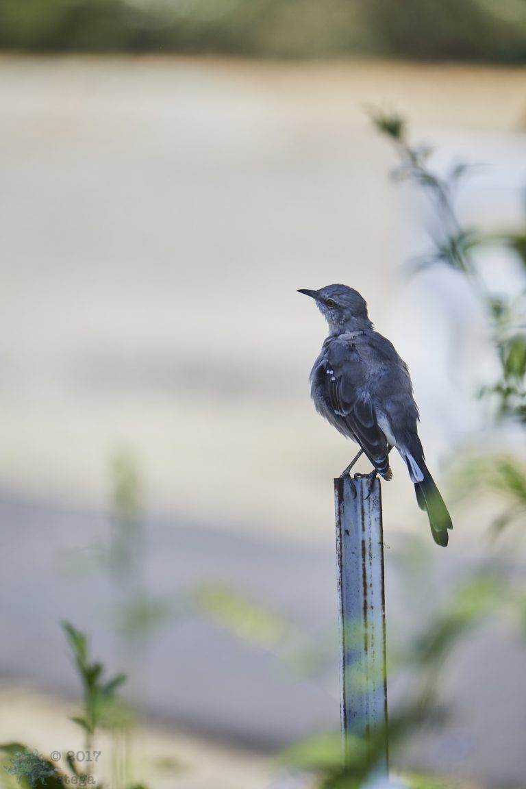 Northern Mocking Bird