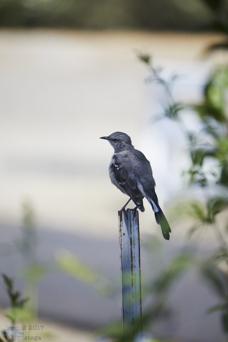Northern Mockingbird