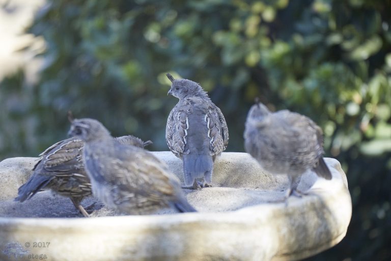 Young Quail