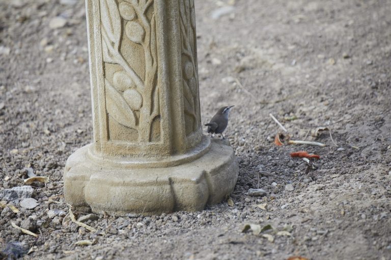 Bewick’s Wren (series)