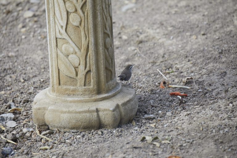 Old School Week: Bewick’s Wren
