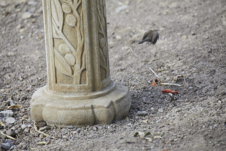 Old School Week: Bewick’s Wren