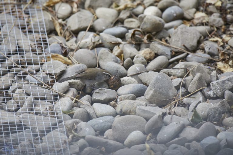 Bewick’s Wren with Nut (series)