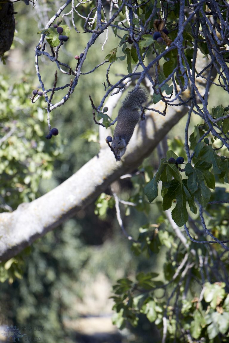 Daring Ground Squirrel