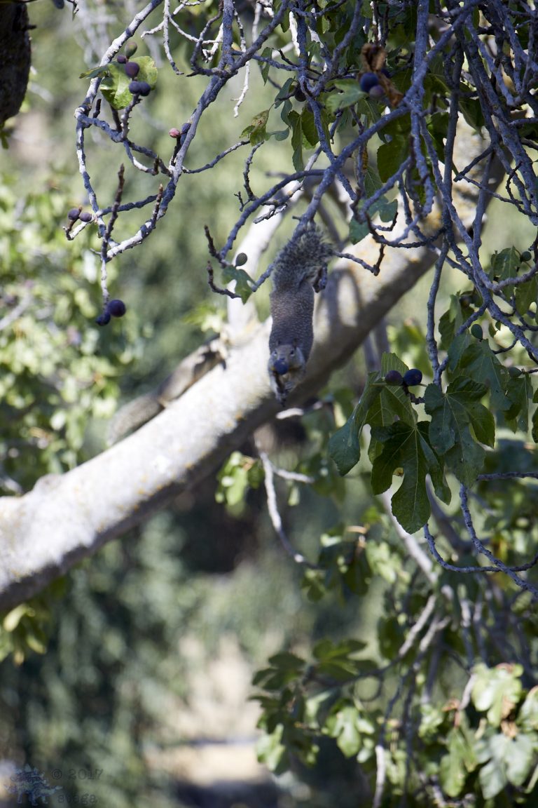 Old School Week: Ground Squirrel in Tree