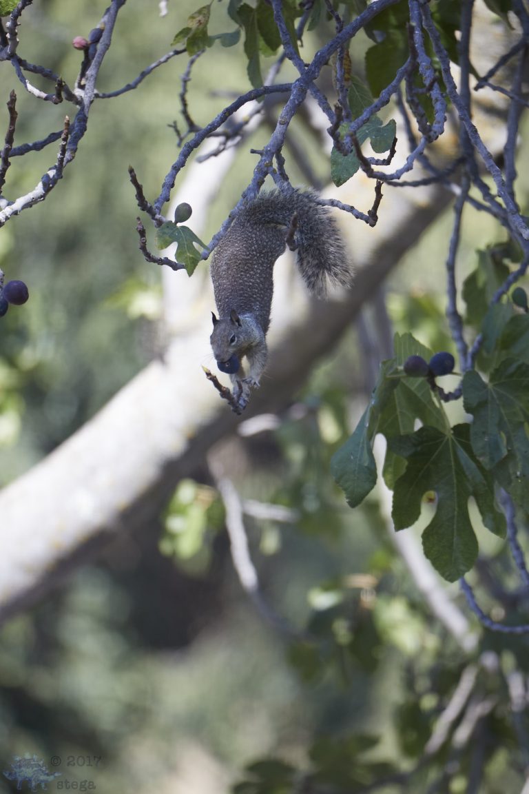 Successful Ground Squirrel
