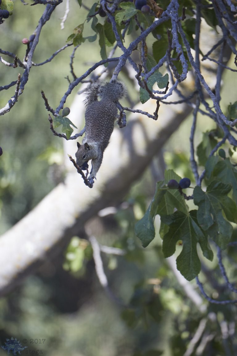Old School Week:  Aerial Ground Squirrel
