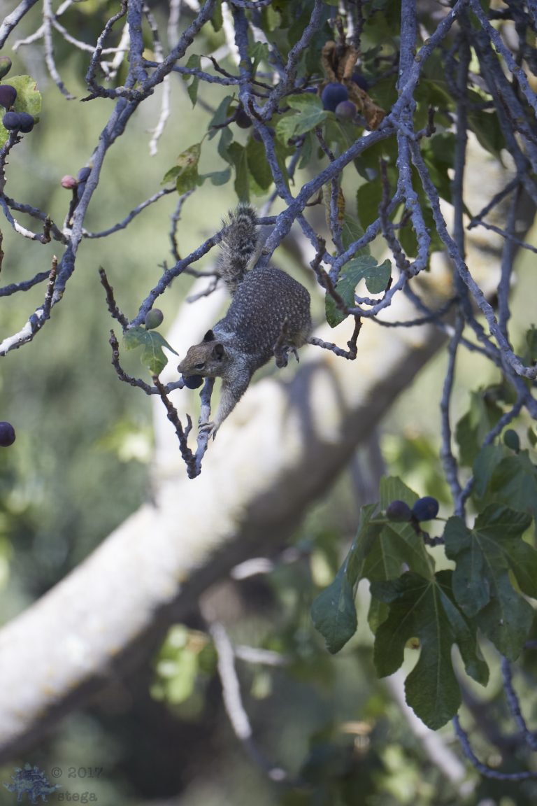 Old School Week: Aerial Ground Squirrel