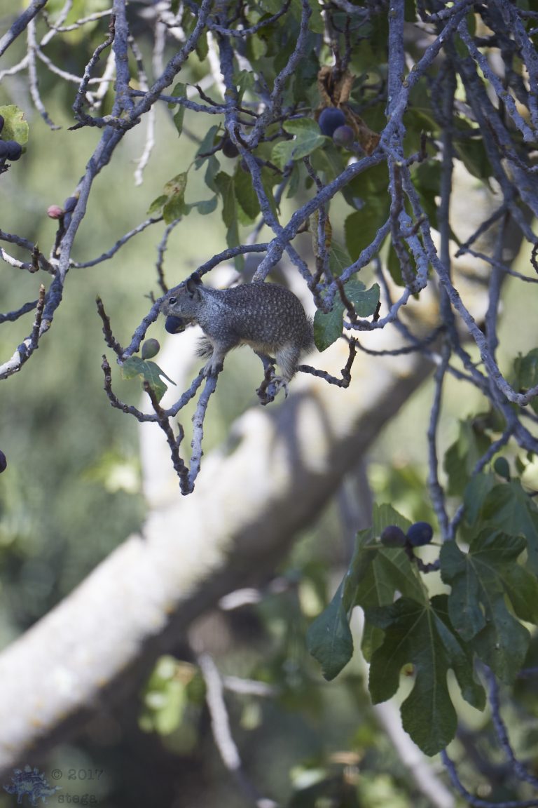 Satisfied Squirrel