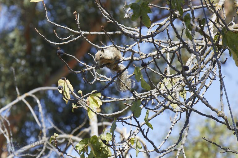 Intrepid Ground Squirrel