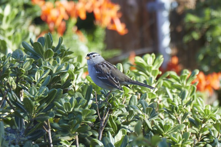 White-Crowned Sparrow