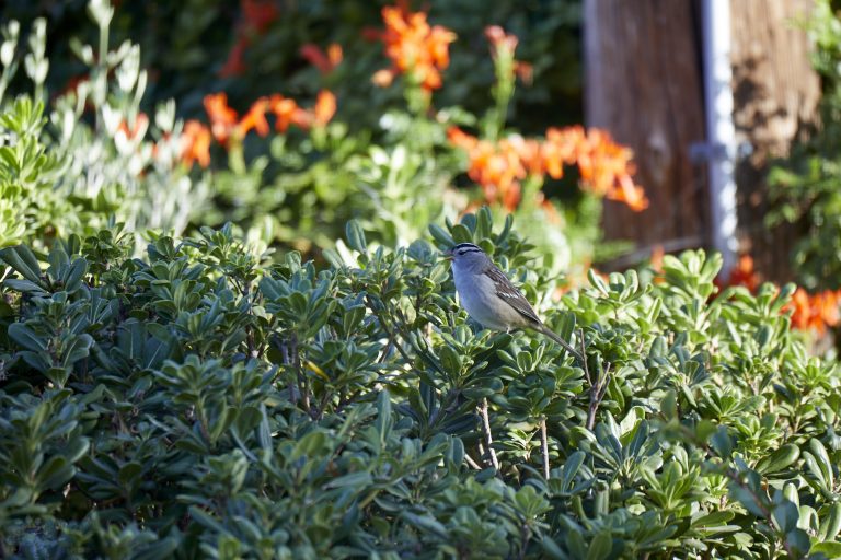 White-Crowned Sparrow