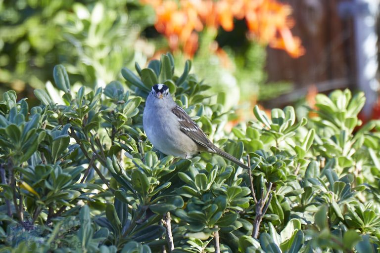 White-Crowned Sparrow