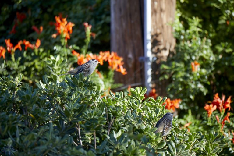 White-Crowned Sparrow,