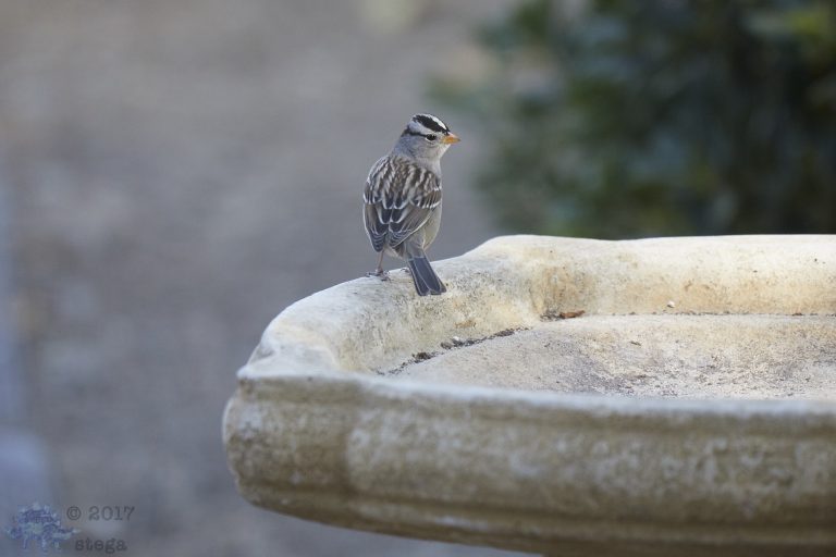 White-Crowned Sparrow