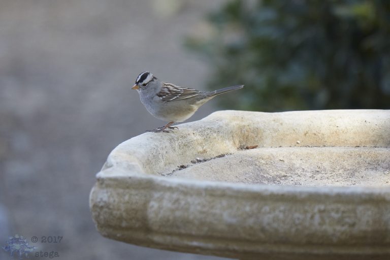 White-Crowned Sparrow