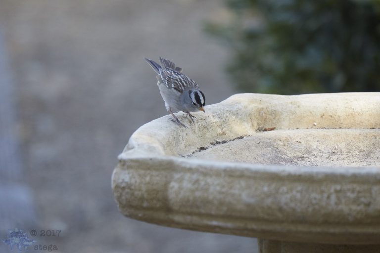 White-Crowned Sparrow in search of the water