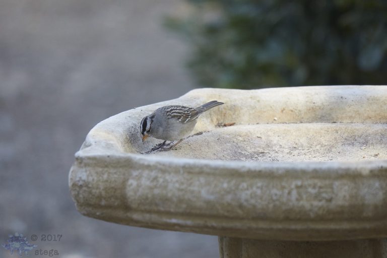 Old School Week: White-Crowned Sparrow