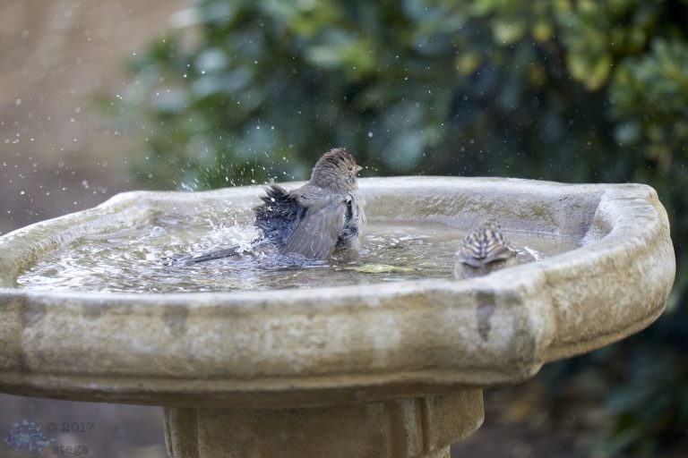 Old School Week: California Towhee