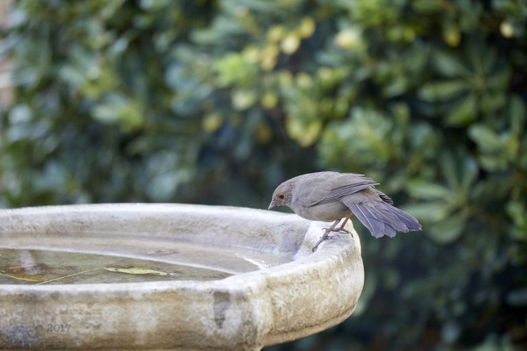 Tentative Towhee