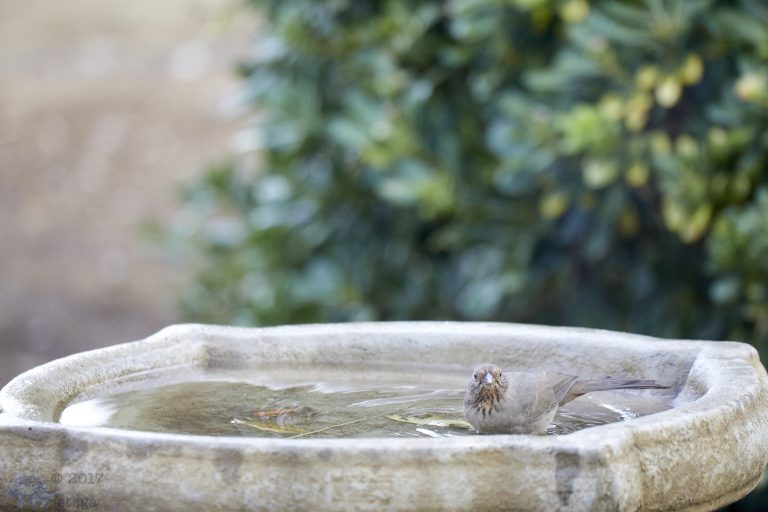 California Towhee ready to bathe