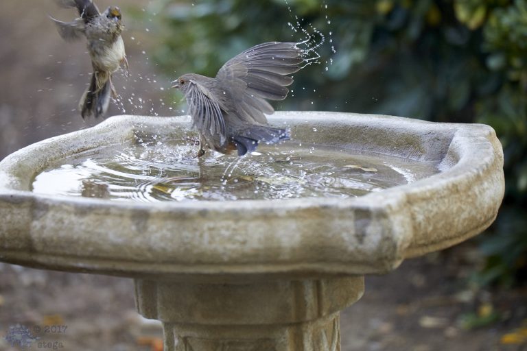 Bath Fight