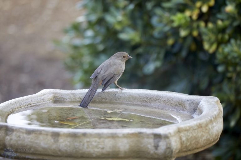 California Towhee