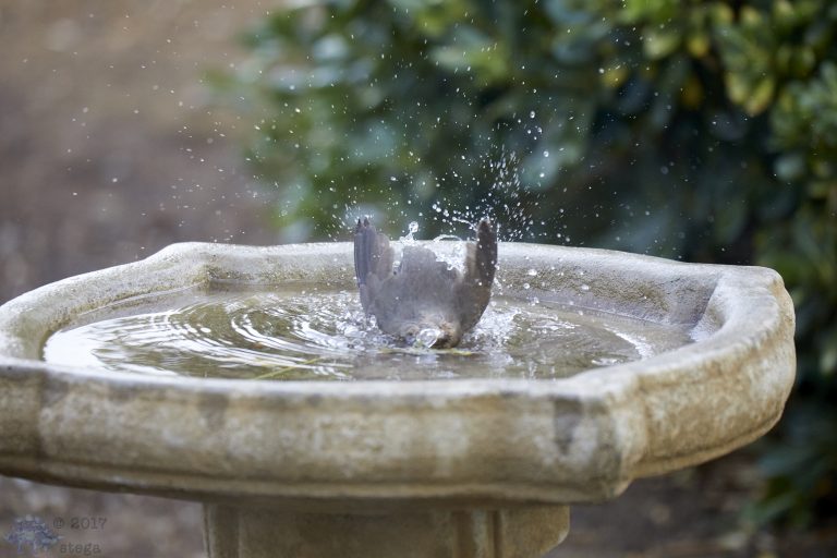 Bathing Towhee